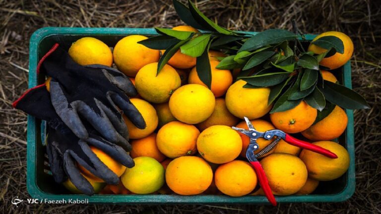 d985d8b4daa9d984db8c-d8a8d8b1d8a7db8c-d8aad8a7d985db8cd986-d985d8b1daa9d8a8d8a7d8aa-d8b4d8a8-d8b9db8cd8af-d986d8afd8a7d8b1db8cd985_6220cd9292212