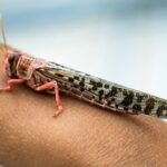 مشکلی در تامین سم برای مبارزه علیه ملخ نداریم