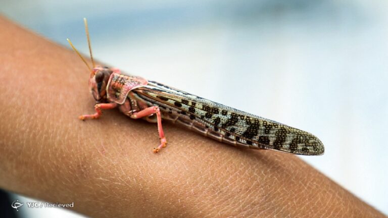 d985d8b4daa9d984db8c-d8afd8b1-d8aad8a7d985db8cd986-d8b3d985-d8a8d8b1d8a7db8c-d985d8a8d8a7d8b1d8b2d987-d8b9d984db8cd987-d985d984d8ae-d986_6220d0782bf23