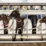 معطلی ۲ و نیم ساله دامدار کهگیلویه و بویراحمدی برای کسب مجوز