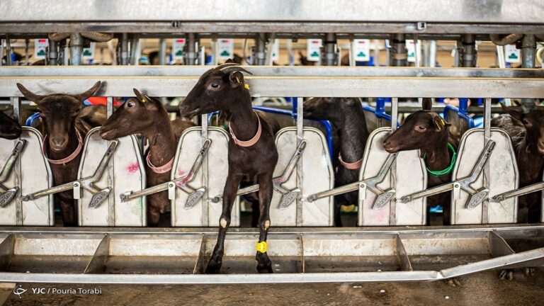 d985d8b9d8b7d984db8c-dbb2-d988-d986db8cd985-d8b3d8a7d984d987-d8afd8a7d985d8afd8a7d8b1-daa9d987daafdb8cd984d988db8cd987-d988-d8a8d988db8c_621f70560986c