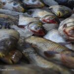 نرخ هر کیلو قزل آلا به ۶۷ هزار تومان رسید