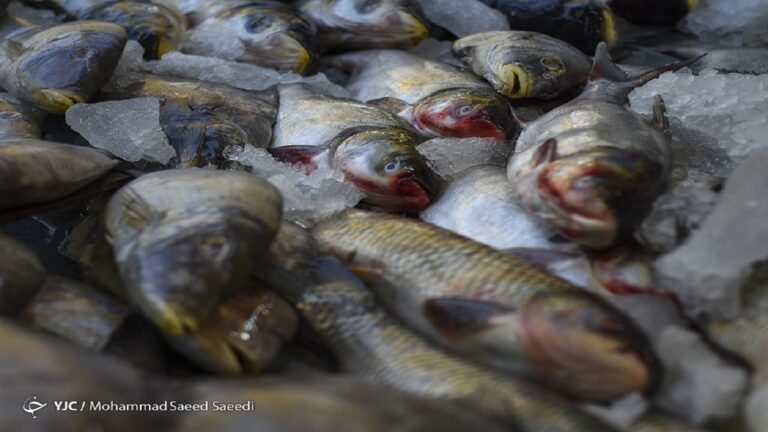 d986d8b1d8ae-d987d8b1-daa9db8cd984d988-d982d8b2d984-d8a2d984d8a7-d8a8d987-dbb6dbb7-d987d8b2d8a7d8b1-d8aad988d985d8a7d986-d8b1d8b3db8c_6220c76e1e0d5