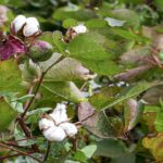 نیاز ۱۵۰ هزار تنی صنعت نساجی به پنبه