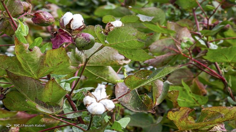 d986db8cd8a7d8b2-dbb1dbb5dbb0-d987d8b2d8a7d8b1-d8aad986db8c-d8b5d986d8b9d8aa-d986d8b3d8a7d8acdb8c-d8a8d987-d9bed986d8a8d987_6220c9d2662e4