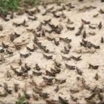 هشدار به کشاورزان درباره هجوم ملخ‌های صحرایی و مهاجر