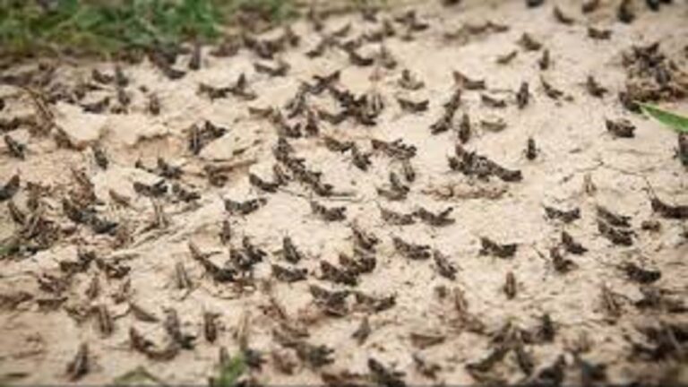 d987d8b4d8afd8a7d8b1-d8a8d987-daa9d8b4d8a7d988d8b1d8b2d8a7d986-d8afd8b1d8a8d8a7d8b1d987-d987d8acd988d985-d985d984d8aed987d8a7db8c_6220c557a1b82