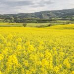 هشدار هواشناسی به پسته‌کاران و کلزاکاران درباره بارش باران