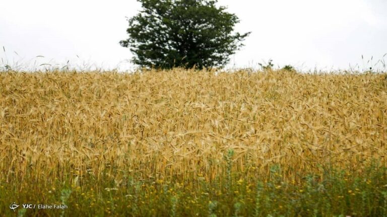 d987d8b4d8afd8a7d8b1-d987d988d8a7d8b4d986d8a7d8b3db8c-d8afd8b1d8a8d8a7d8b1d987-d8a8d8a7d8b1d8b4-d8a8d8a7d8b1d8a7d986-d988-d988d8b2d8b4_621f00ab53e2c