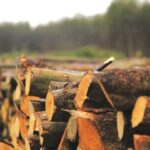 واردات ۴۵۰ هزار متر مکعب چوب در سال گذشته