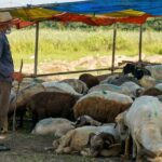 پرداخت ضرر و زیان صادرکنندگانی که اقدام به صادرات دام کرده بودند