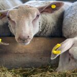 کارخانجات خوراک دام با ۴۰ درصد ظرفیت کار می‌کنند