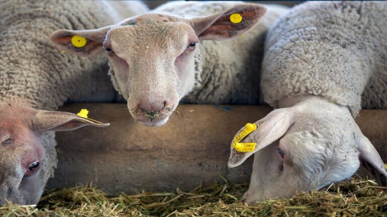 daa9d8a7d8b1d8aed8a7d986d8acd8a7d8aa-d8aed988d8b1d8a7daa9-d8afd8a7d985-d8a8d8a7-dbb4dbb0-d8afd8b1d8b5d8af-d8b8d8b1d981db8cd8aa-daa9d8a7_6220ce817e0a1