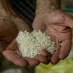 کاهش تولید و واسطه‌گری، برنج را گران کرد/ بازار برنج با توزیع هوشمند کنترل می‌شود