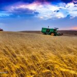 گندم می‌تواند به بورس کالا برگردد