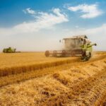 گندم های روسی مشکلی برای مصرف انسانی ندارند