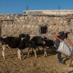 یک دامپروری ۴ سال منتظر صدور مجوز برای تاسیس است!