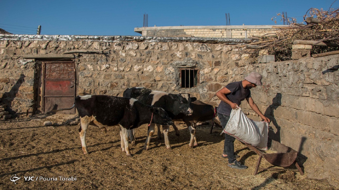 db8cdaa9-d8afd8a7d985d9bed8b1d988d8b1db8c-dbb4-d8b3d8a7d984-d985d986d8aad8b8d8b1-d8b5d8afd988d8b1-d985d8acd988d8b2-d8a8d8b1d8a7db8c-d8aa_622756aac9d23