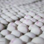 ۲ کانتینر تخم مرغ وارداتی معدوم شد