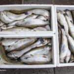 ۶۰ درصد گرانی ماهی به خاطر وجود دلال هاست