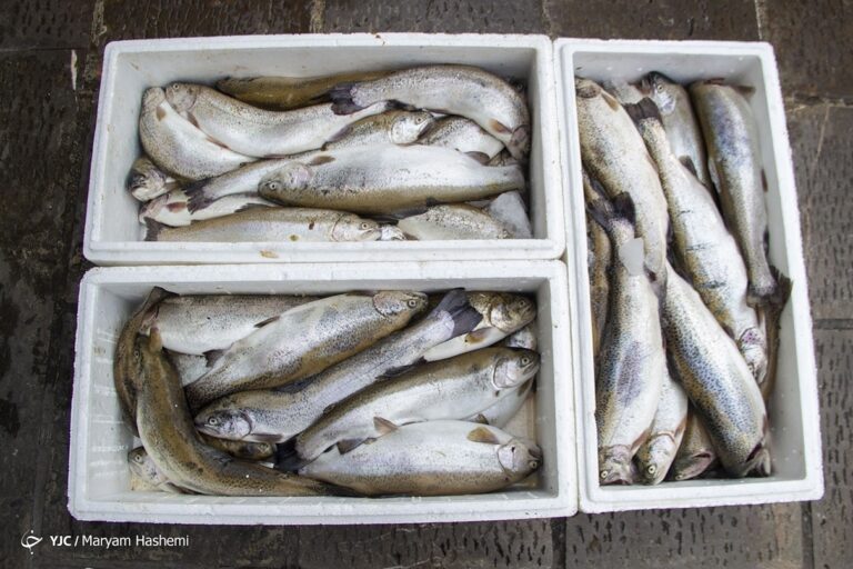 dbb6dbb0-d8afd8b1d8b5d8af-daafd8b1d8a7d986db8c-d985d8a7d987db8c-d8a8d987-d8aed8a7d8b7d8b1-d988d8acd988d8af-d8afd984d8a7d984-d987d8a7d8b3_6229f9932e6eb