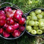 ۷۰ درصد تولید ناخالص داخلی باید وابسته به کشاورزی باشد