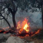 ۹۴ درصد آتش سوزی جنگل ها انسانی است