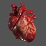 موفقیت مخترع ایرانی در ساخت اولین قلب مصنوعی هیدرو مگنتیک/ 9 مهر 1403