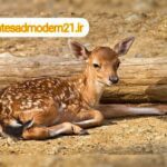 تکثیر گوزن های زرد در مناطق محیط زیستی استان فارس / 2 خرداد 1402