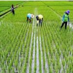 افزایش ۶۰ تا ۷۰ هزار هکتاری کشت قراردادی برنج