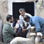 دام های اهلی البرز ناقل بیماری طاعون نشخوارکنندگان کوچک نیستند
