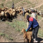 قیمت دام در ایام‌ محرم تغییری نمی‌کند