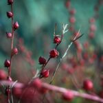 برداشت چای قرمز از مزارع شهرستان کارون / 23 آبان 1401