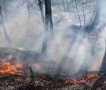 «آتش‌سوزی هیرکانی؛ کوچکتر از آنچه می‌گویند یا بزرگتر از آنچه اعلام می‌شود؟»